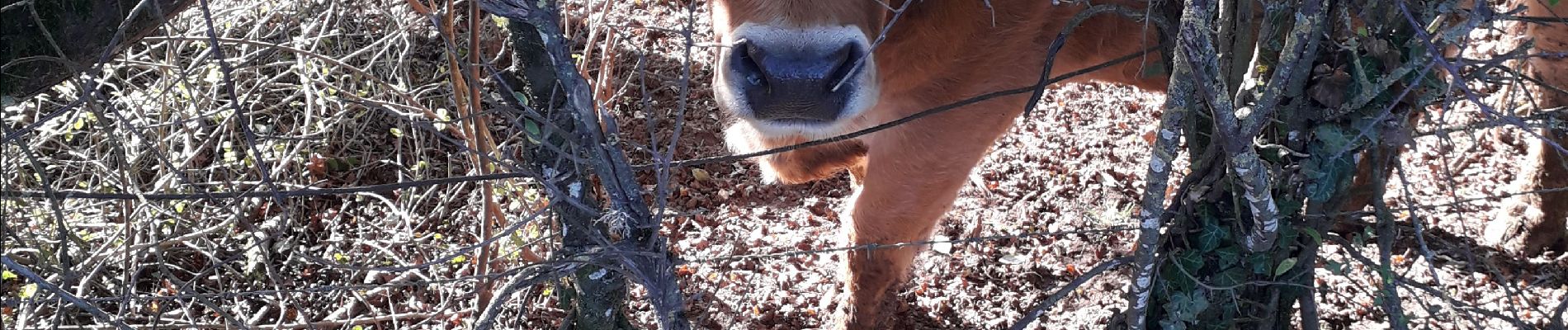 Randonnée Marche Guignicourt-sur-Vence - guignicourt - Photo