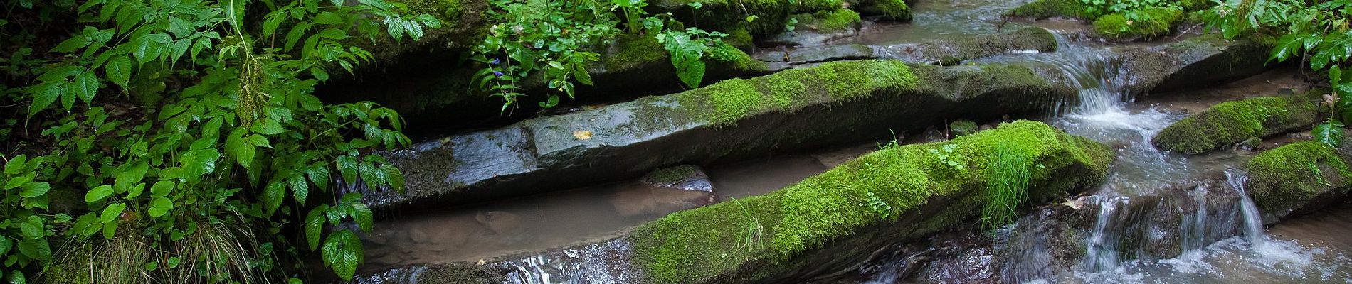 Tocht Te voet Rajskie - Ścieżka Rajskie - Trywolne - Krywe - Photo