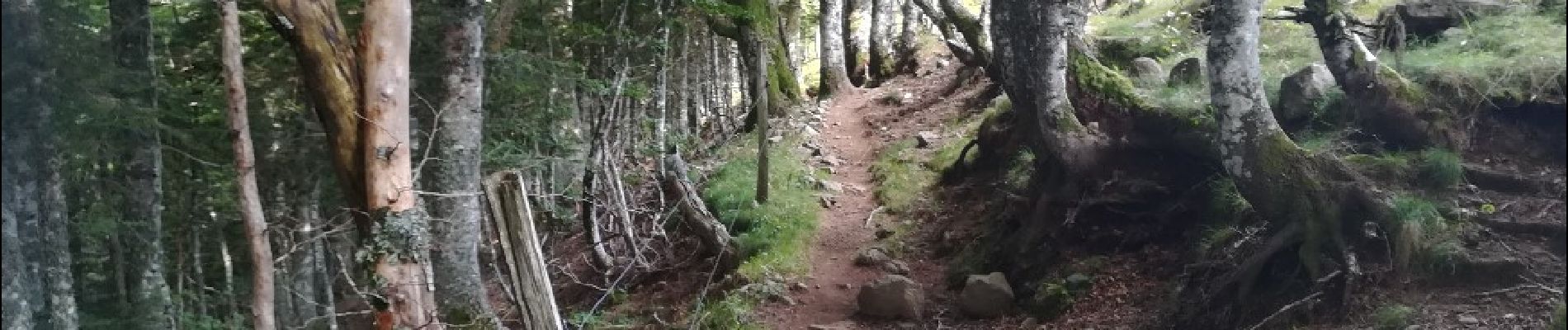 Tocht Mountainbike Le Falgoux - Le Falgoux - Pas de Peyrol - Photo