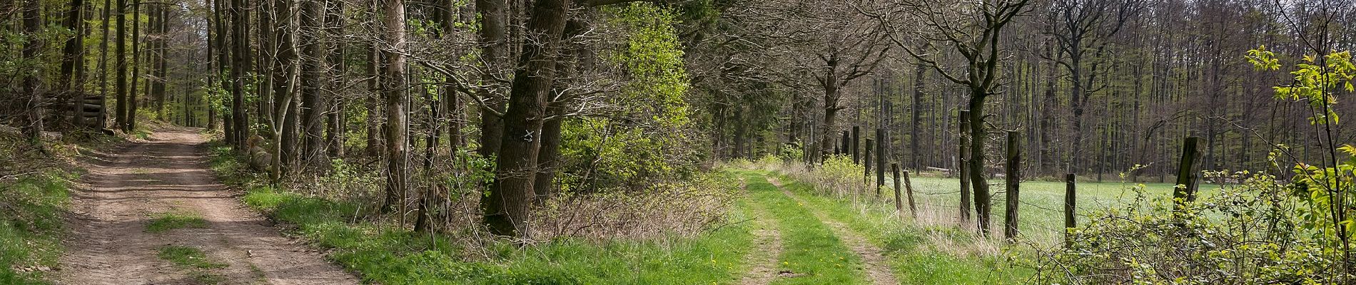 Percorso A piedi Schieder-Schwalenberg - Wanderweg A6 (bei Schwalenberg) - Photo