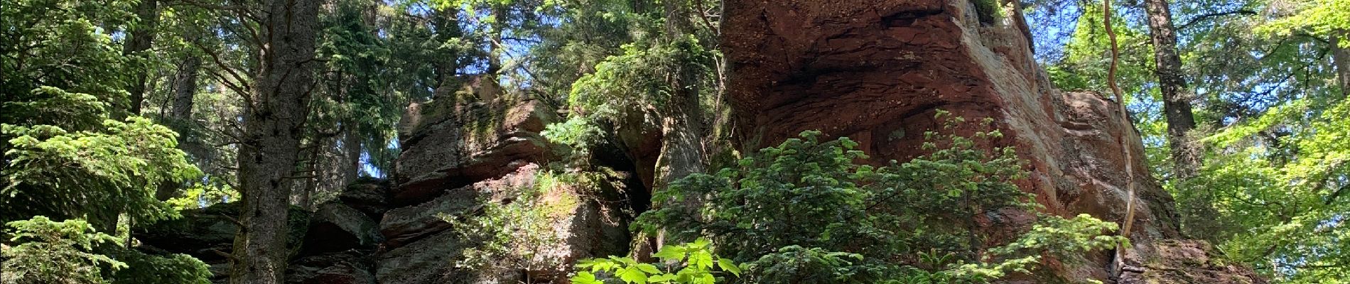 Tour Wandern Rappoltsweiler - Taenchel  - Photo