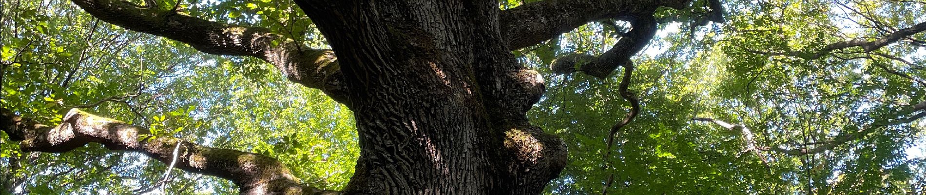 Randonnée Marche Poigny-la-Forêt - Poigny sud - Photo