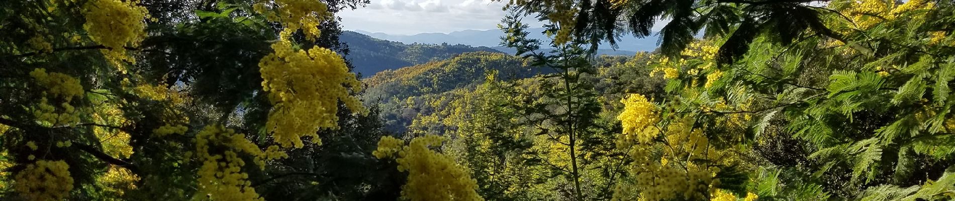 Excursión Senderismo Tanneron - Crêtes de Tanneron et massif du Mimosa - Photo