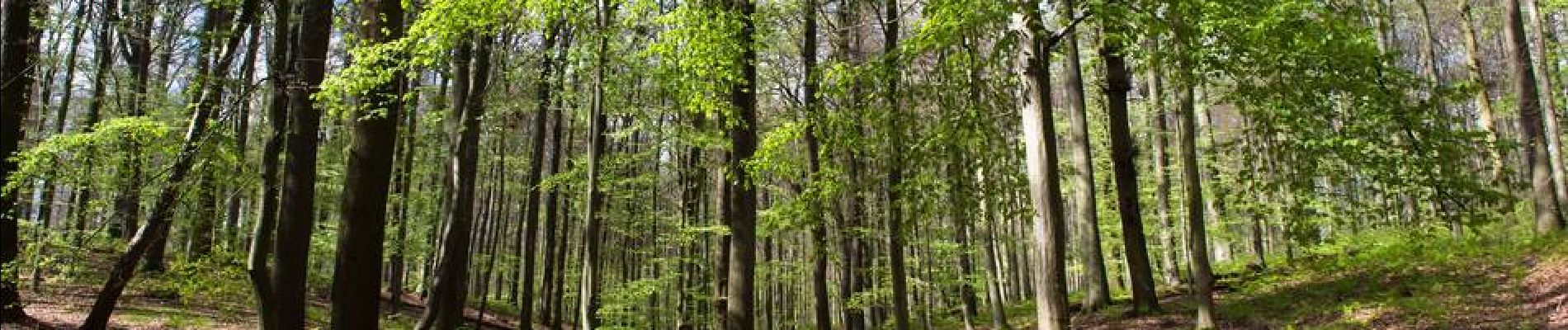 Randonnée Marche Hoeilaert - Forêt de Soignes 1 - départ Groenendael - Photo