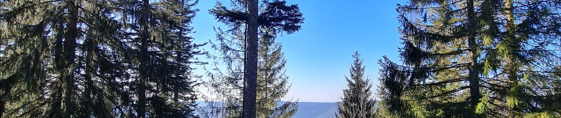 Point d'intérêt Grandfontaine - Grands arbres - Photo