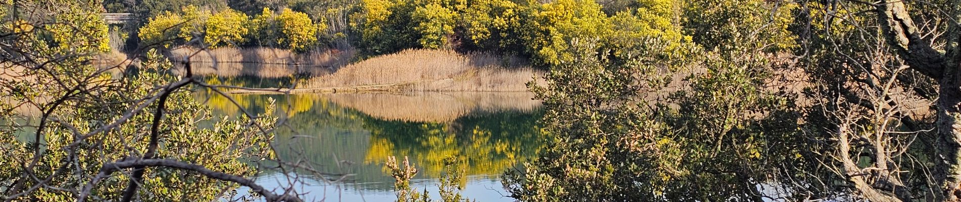 Tour Wandern Bormes-les-Mimosas - TRAPAN.Retour par les 5 plages - AB- - Photo