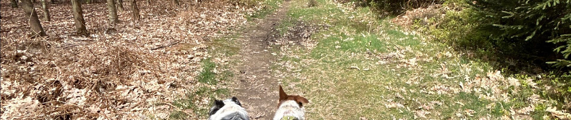 Excursión Senderismo Libramont-Chevigny - Cani trail 5km avec raccourcis  - Photo