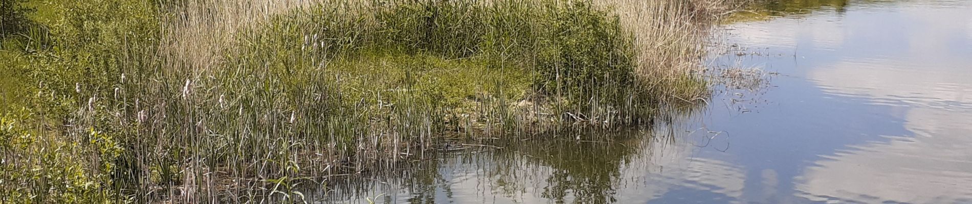 Randonnée Marche Oupeye - Mosa sans boucle du début  - Photo