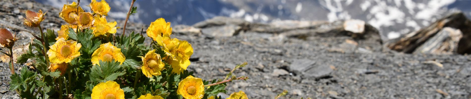 Excursión Senderismo Bonneval-sur-Arc - Col des fours - Photo