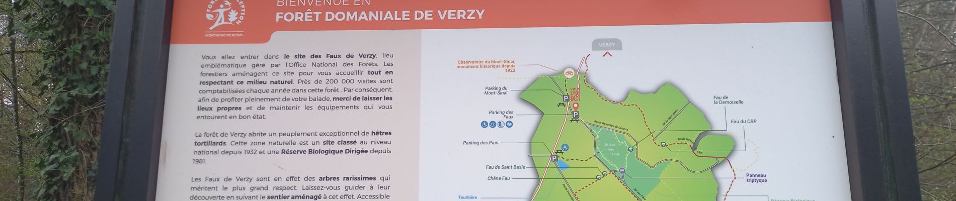 Randonnée Marche Verzy - les faux de Verzy - Photo