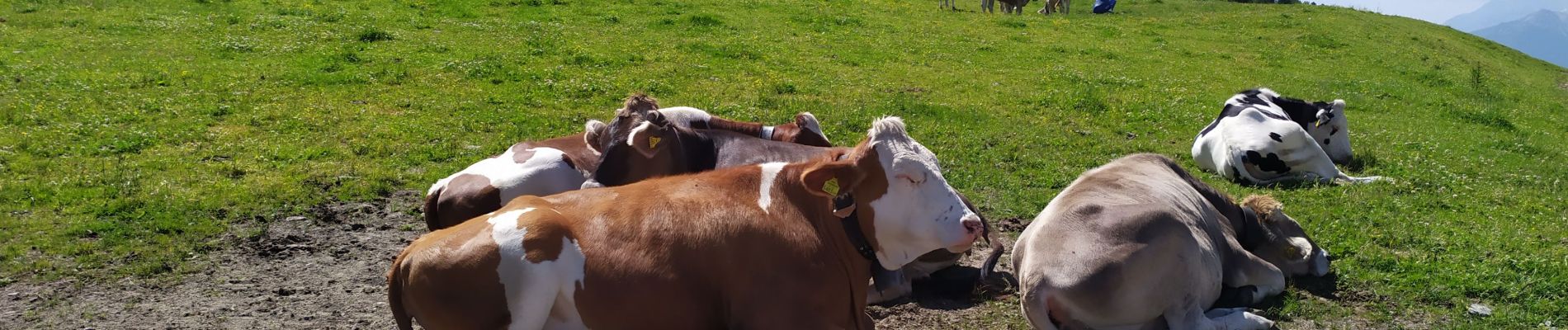 Tocht Stappen Gemeinde Patsch - Patscherko - Photo