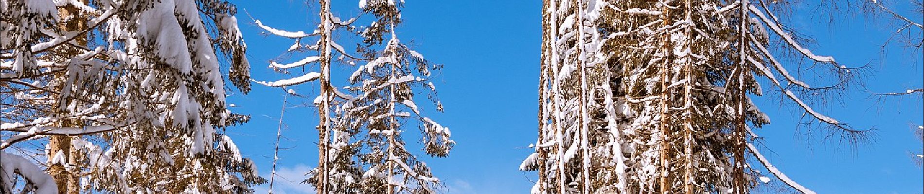 Tour Zu Fuß Lesachtal - Wanderweg 24 Samalm - Photo