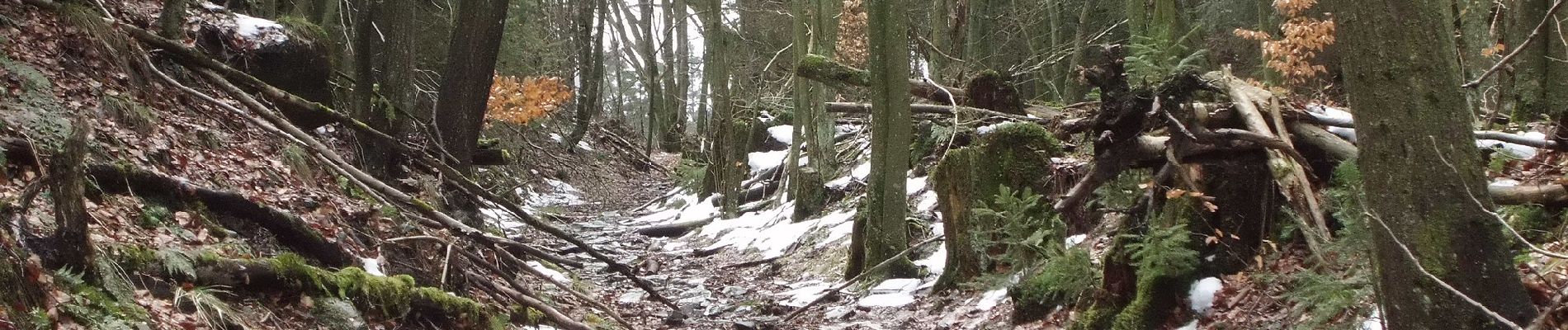 Tour Zu Fuß Monschau - Der Pejo-Weiss-Weg - Photo