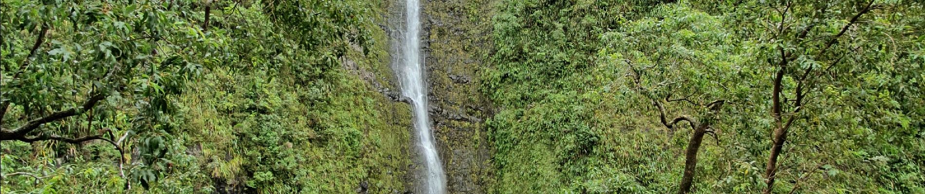 Tocht Stappen La Plaine-des-Palmistes - Cascade Biberon - Photo