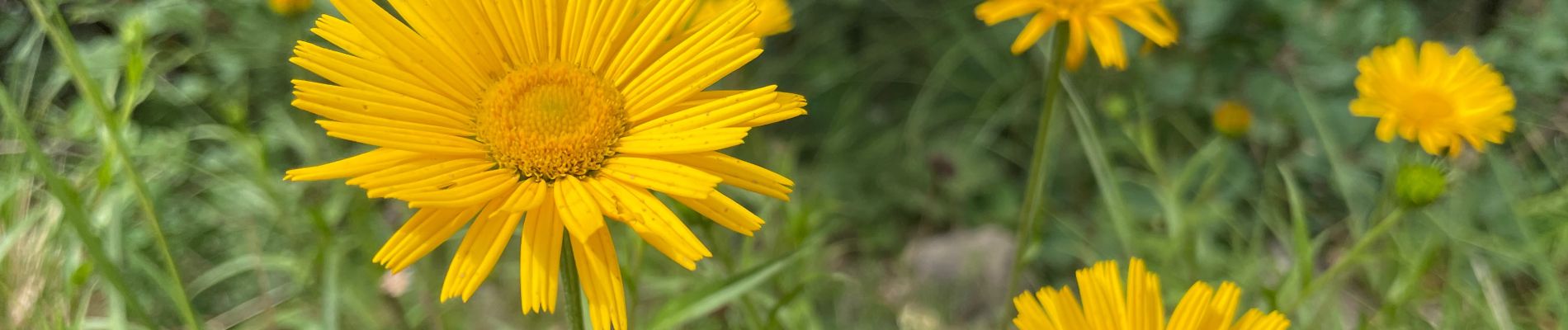 Tocht Stappen Saou - Saou : petite balade en forêt  - Photo