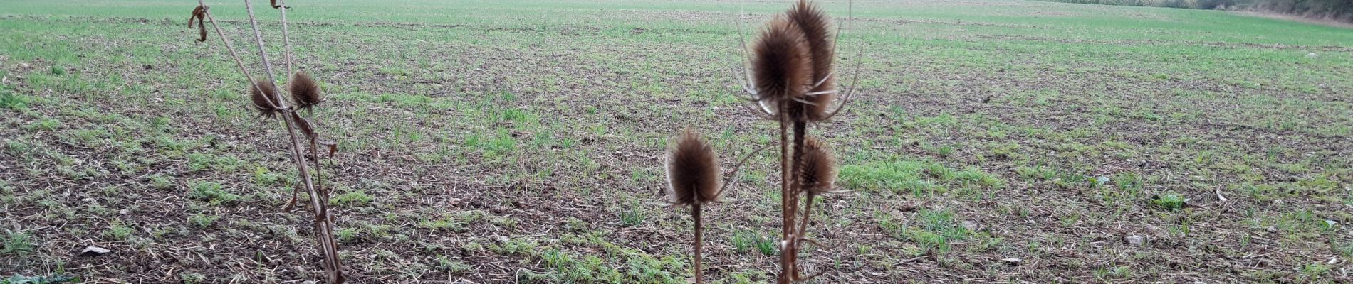 Trail Walking Couvin - boussu en fagne  - Photo