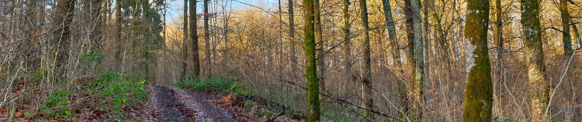 Tour Wandern Couvin - Balade à Petigny - Photo