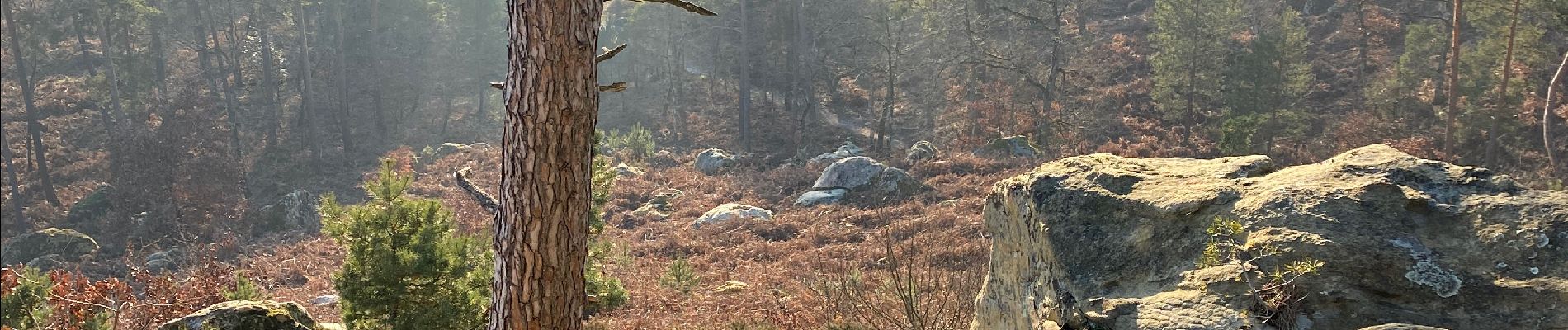 Tocht Stappen Fontainebleau - Fait 02/23 TB  Malmontagne + Haut Mont +  Long Rocher  - Photo