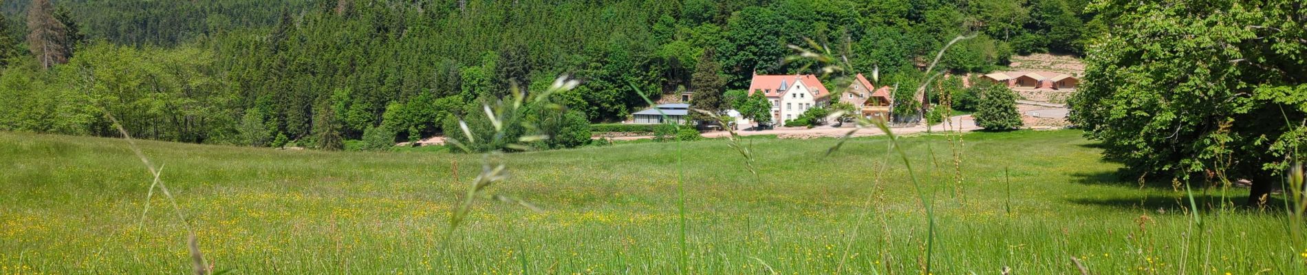 Tocht Stappen Oberhaslach - Le Nideck, entre ruines et cascades - Photo