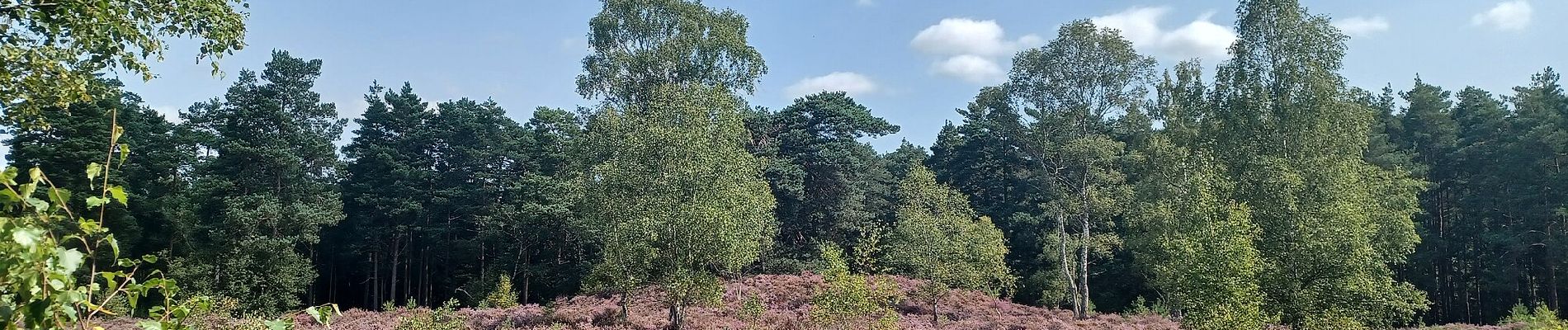 Trail On foot Waverley - Heathland Hike - Photo