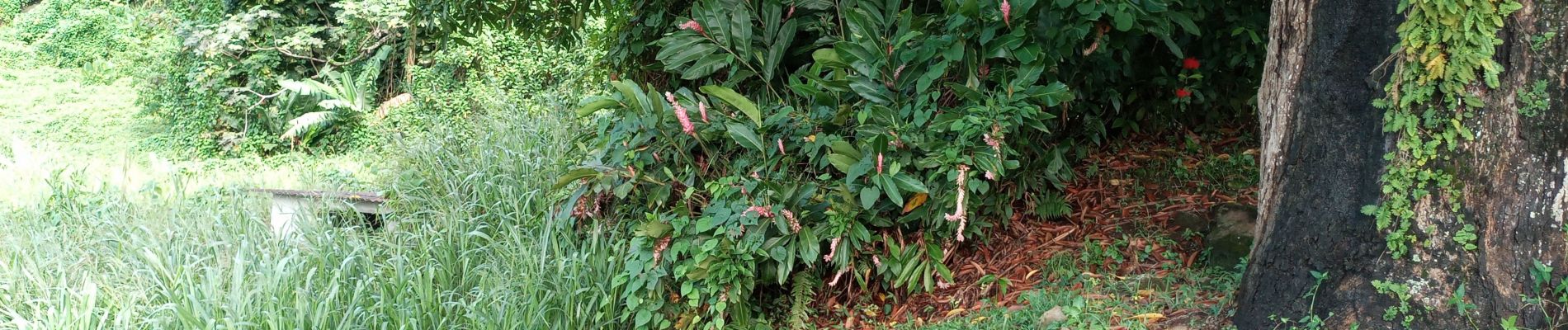 Point d'intérêt Gourbeyre - manguier cabane  - Photo