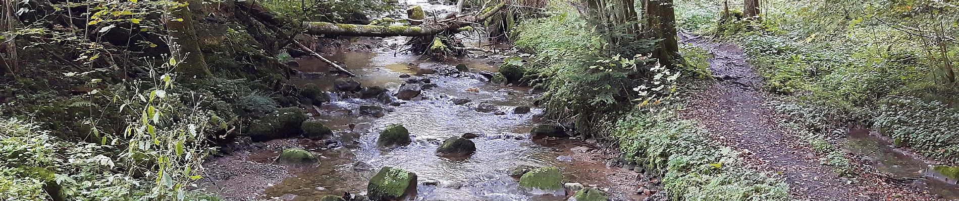 Tour Zu Fuß Aeugst am Albis - Habersaat - Aegst a.A. - Photo