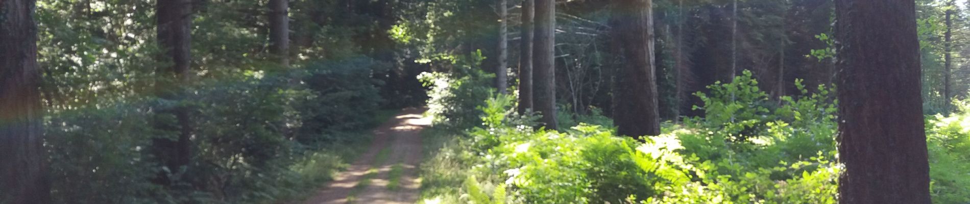 Percorso Bicicletta elettrica Pluvigner - Boucle dans la forêt de Florange à partir de Bieuzy Lanvaux - Photo