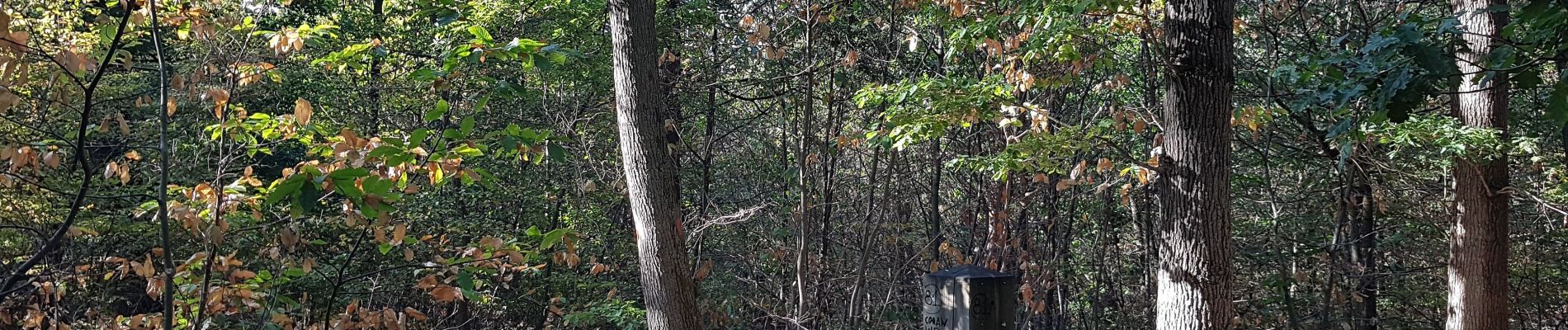 Tocht Noords wandelen Verrières-le-Buisson - Le Bois de Verriéres 4 - Photo