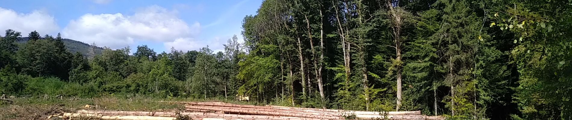 Trail Walking Sentheim - Marcher au marché - Photo