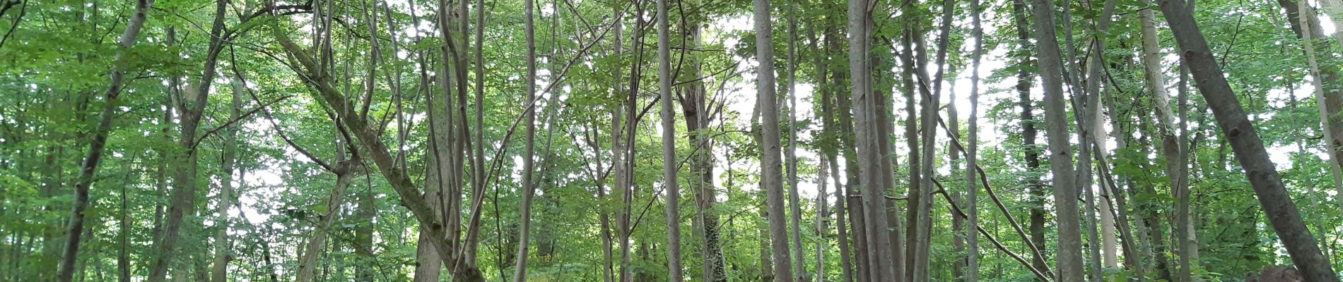 Randonnée Marche Fontenay-lès-Briis - chantal bel ait - Photo