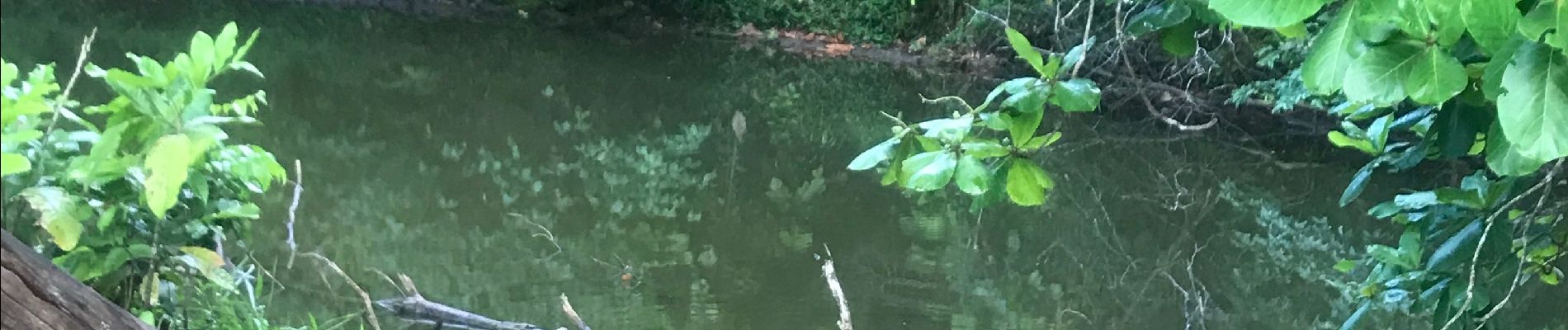 Tocht Stappen Sainte-Anne - La boucle - Photo