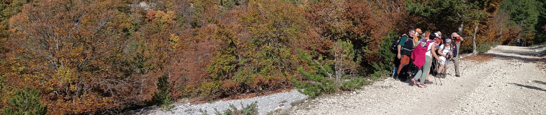 Randonnée Marche Bédoin - Forêt de Perrache 2 - Photo