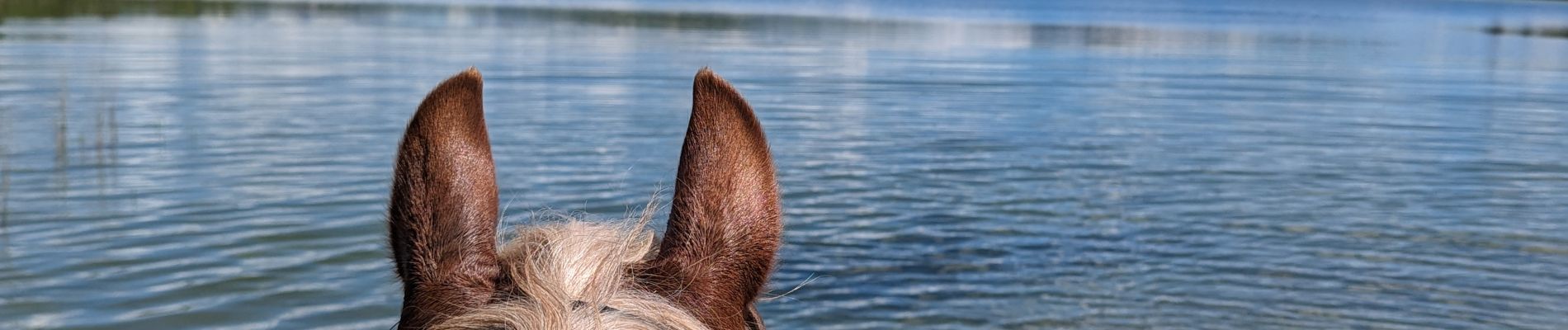 Tocht Paardrijden Menétrux-en-Joux - suuntoapp-HorsebackRiding-2024-05-19T07-42-52Z - Photo