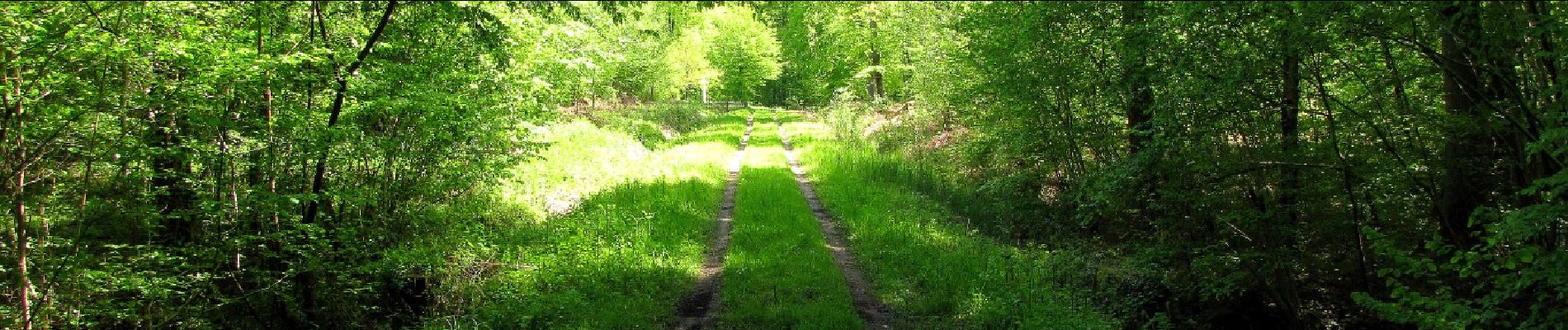 Point d'intérêt Saint-Léger-aux-Bois - Point 21 - Photo