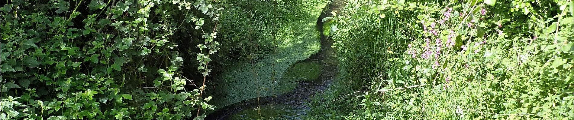 Point d'intérêt Genappe - La Dyle à l'endroit où se jette le Ry d'Ondeuse  - Photo