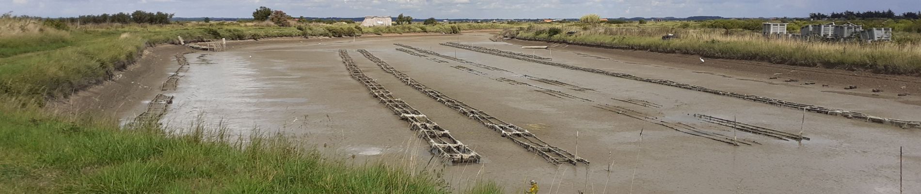 Excursión Senderismo Mornac-sur-Seudre - MORNAC / SEUDRE avec jeannot et babeth - Photo