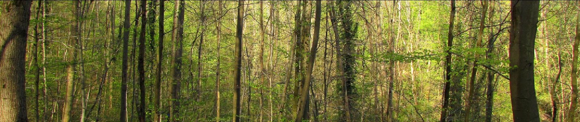 Tour Wandern Saint-Étienne-Roilaye - en forêt de Compiègne_27_la Tournante sur la Côte de Roilaye - Photo