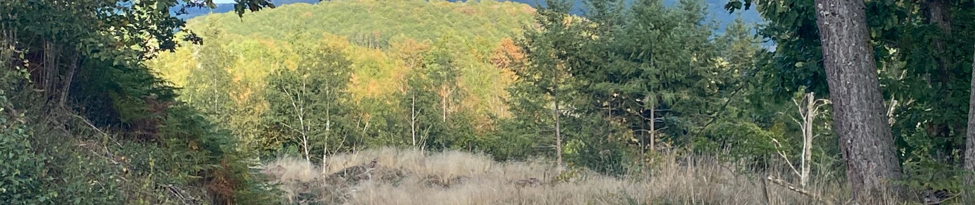 Tour Wandern Alligny-en-Morvan - Jarnoy  circuit des résistants - Photo