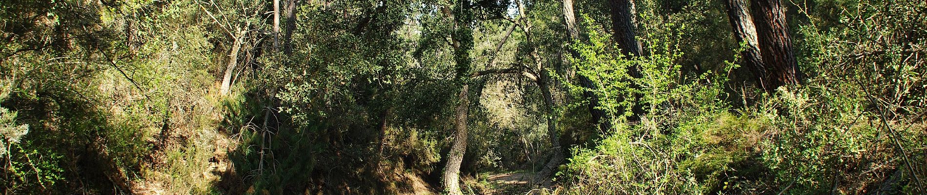 Tour Zu Fuß Torralba del Pinar - Trans- Espadan - Photo