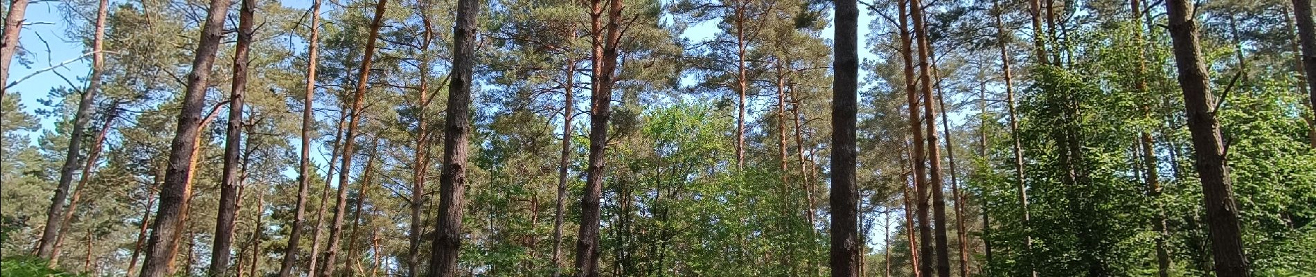 Tour Wandern Coye-la-Forêt - Boucle Forêt de Coye - Photo