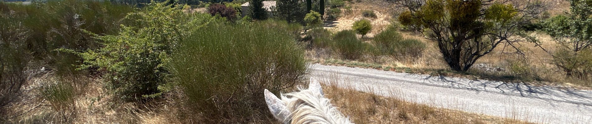 Trail Horseback riding Revest-du-Bion - Provence 2025 J5 - Photo