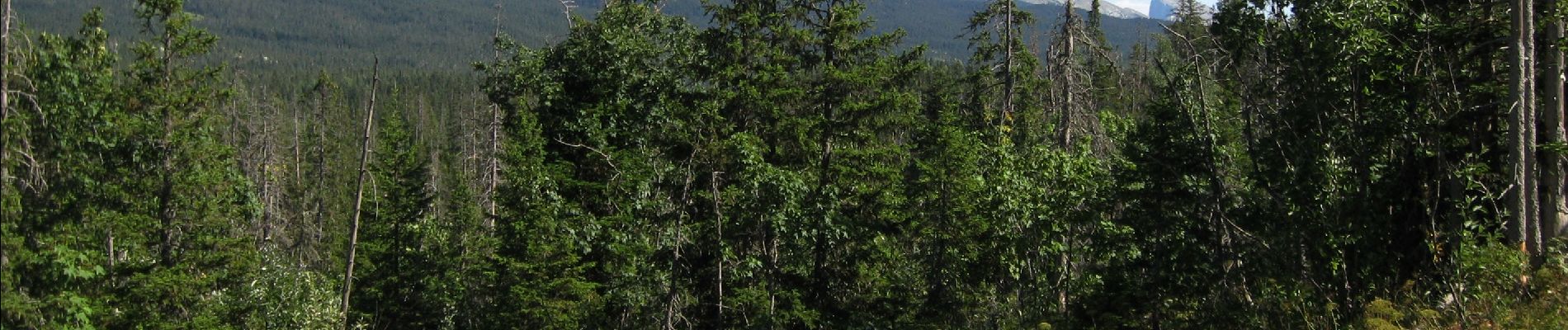 Tocht Mountainbike Villard-de-Lans - Herbouilly - Col de Coinchette - Villard  - Photo