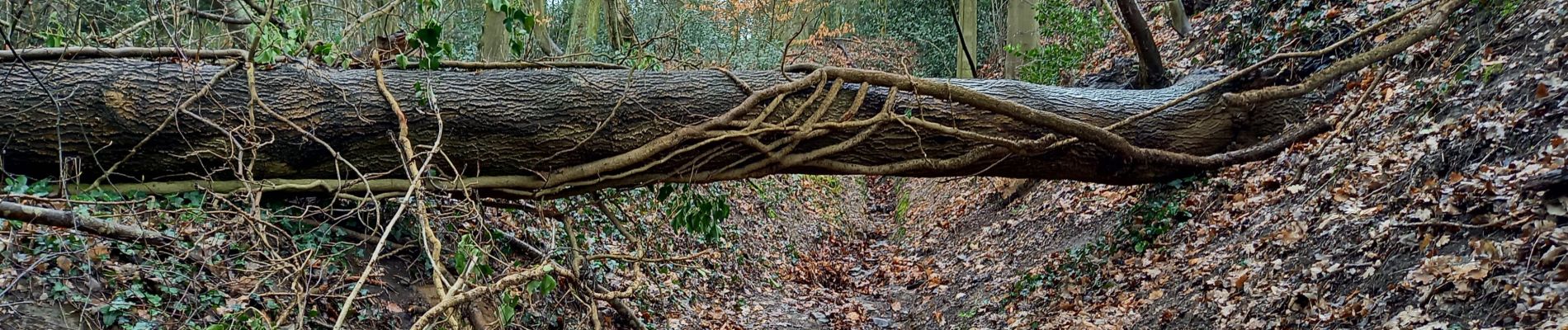 Tocht Stappen Luik - Bois-de-Breux-Bois de Fayenbois  Boucle  - Photo