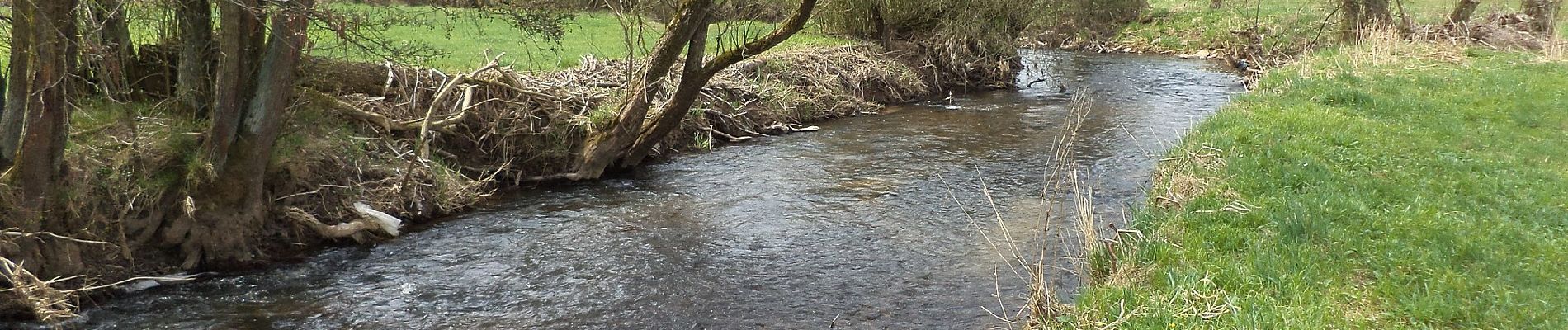 Tocht Te voet Sinntal - Altengronau - Rundweg am Grauberg - Marder - Photo