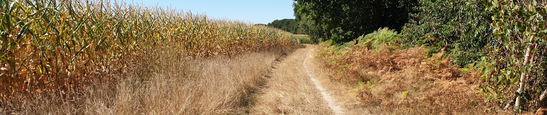 Trail Walking Huldenberg - Wolfsbos - Photo