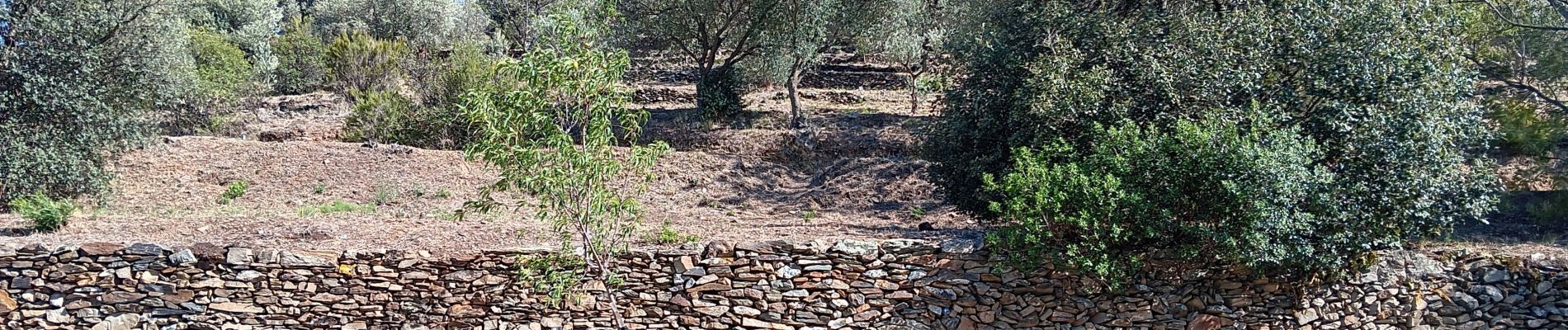 Tocht Stappen Port-Vendres - les Paulilles - Cap Bear via le sentier du littoral  / retour via collines et vignes  - Photo