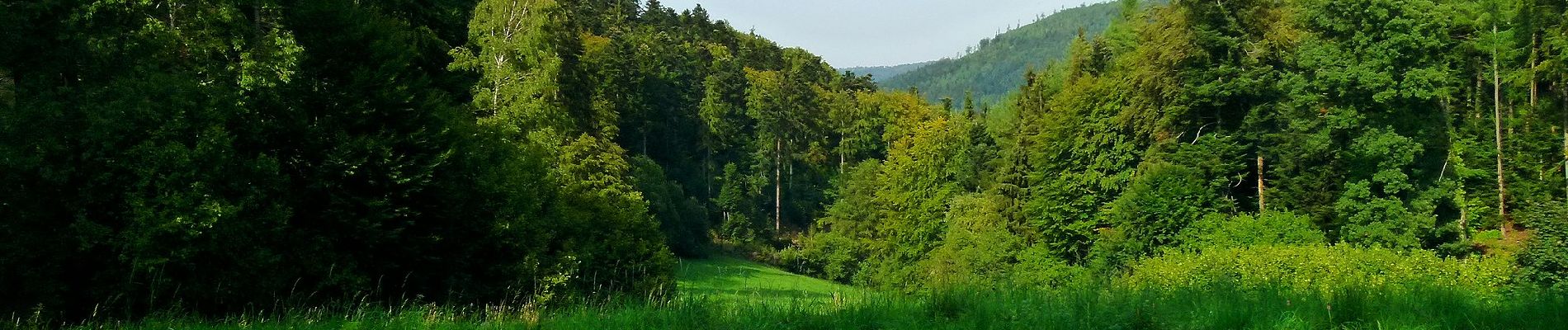 Percorso A piedi Loffenau - Risswasen - Axtlohbrücke - Photo