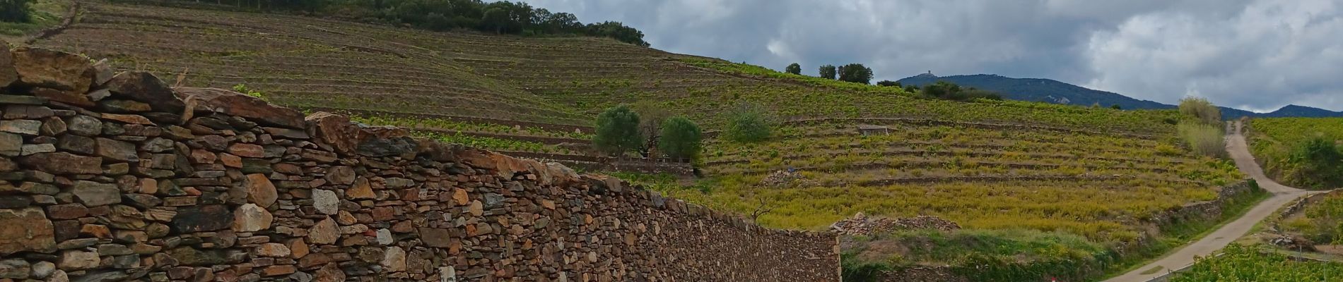 Randonnée Marche Collioure - commioure entre pradells et consolation  - Photo