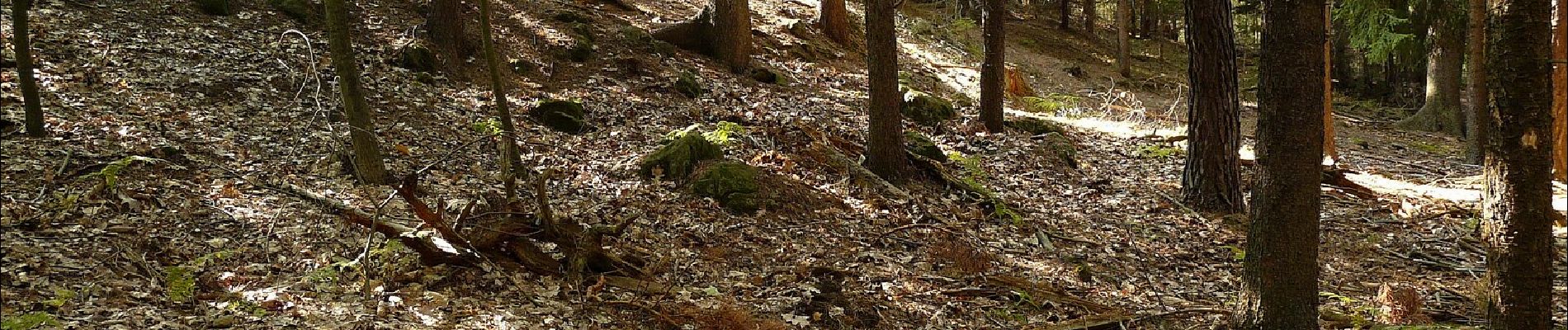 Percorso A piedi Ralsko - Poštovská cesta - Photo