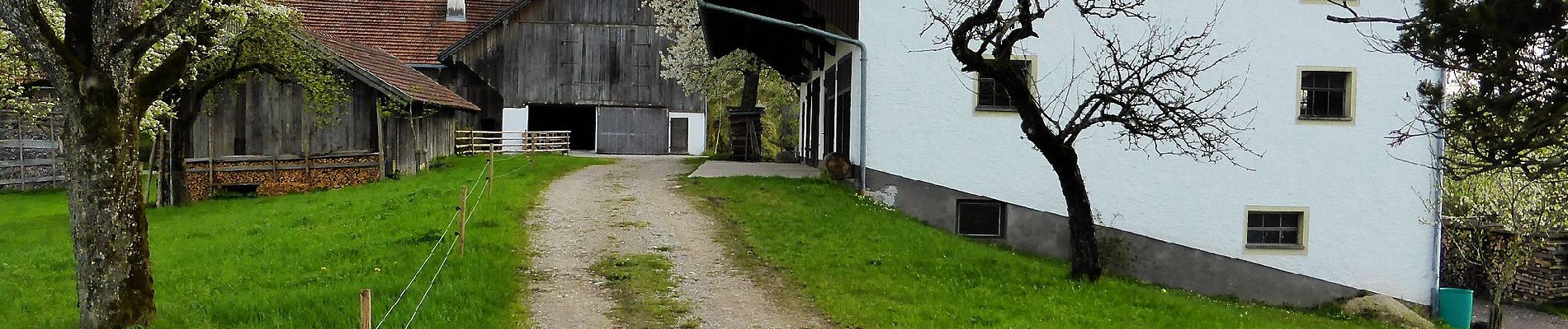 Excursión A pie Thalgau - Große Plaike - Photo